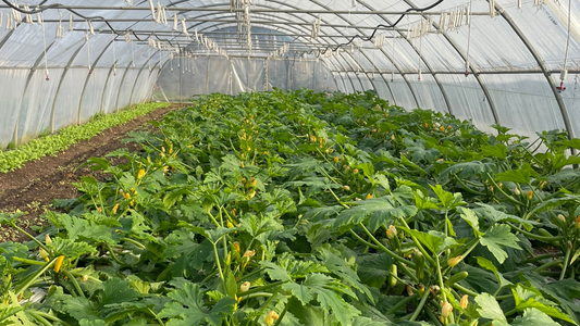 Le conteneur maritime pour le stockage agricole